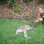 The Steve Irwin Australia Zoo in Beerwah, Queensland Information