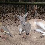 The Steve Irwin Australia Zoo in Beerwah, Queensland Album Photos