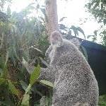 The Steve Irwin Australia Zoo in Beerwah, Queensland Holiday Review