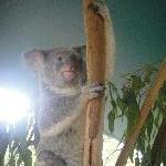 The Steve Irwin Australia Zoo in Beerwah, Queensland Experience