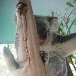 The Steve Irwin Australia Zoo in Beerwah, Queensland Trip Review