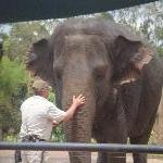 The Steve Irwin Australia Zoo in Beerwah, Queensland Trip Picture