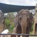 The Steve Irwin Australia Zoo in Beerwah, Queensland Photo Sharing