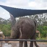 The Steve Irwin Australia Zoo in Beerwah, Queensland Review Photo