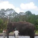 The Steve Irwin Australia Zoo in Beerwah, Queensland Picture gallery