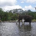 The Steve Irwin Australia Zoo in Beerwah, Queensland Story Sharing