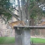 The Steve Irwin Australia Zoo in Beerwah, Queensland Vacation Photos