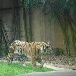 The Steve Irwin Australia Zoo in Beerwah, Queensland Blog Photography