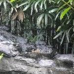 The Steve Irwin Australia Zoo in Beerwah, Queensland Holiday Tips