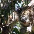 Cudlee Creek Australia Koala Holding close to Adelaide