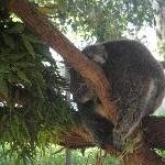 Koala at the Bonorong Wildlife Park