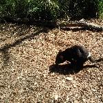 Brighton Australia Tasmanian Devil at Bonorong Wildlife Park