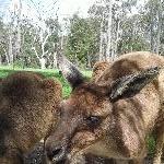 Feeding the kangaroos in Tasmania