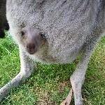 Pictures of baby kangaroo 