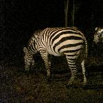 Chiang Mai Thailand Zebra's at the Night Safari in Chiang Mai