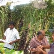 Bamboo cutting in Little India