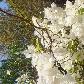 White wild flowers in Western Australia