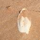 Fish bones on the beach at Cape Leveque