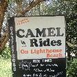Port Macquarie Australia Camel Rides on Matthew Flinder Dr.