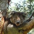 Koala pictures in Victoria