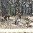 Group of deer grazing