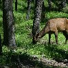 A grazing elk in Alberta, Canada