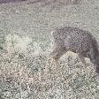 A grazing deer alongside the road