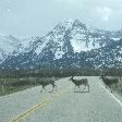 Group of deer crossing the road