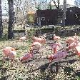 Flamingo's at the Calgary Zoo