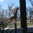 Giraffe at the zoo