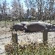 Lazy hippos at the Calgary Zoo