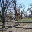 Giraffe at the Calgary Zoo