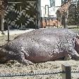 Hippo at the Calgary Zoo