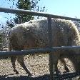 A huge bison at the zoo