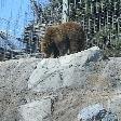 Canadian habitat in the zoo