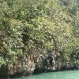 The mangroves in the laggon