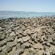 The stromatolites of Hamelin Pool