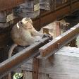 Kanchanaburi Thailand Monkey on the River Kwai 