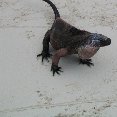 Photo of an iguana at the Bahamas., Nassau Bahamas