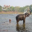 Photo of an elephant spraying water, India.