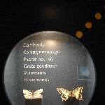Typical Dutch butterflies at the  Natuurhistorisch Museum in Maastricht