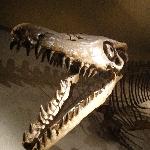 Dinosaur reconstruction at the Natuurhistorisch Museum in Maastricht