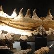 Dinosaur teeth at the Natuurhistorisch Museum in Maastricht