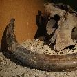 Mammut remains at the Natuurhistorisch Museum in Maastricht