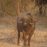 Buffalo Kafue National Park Wildlife Pictures, Zambia