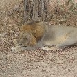 Lion in the shade at Kafue National Park Wildlife Pictures, Zambia