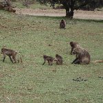 Trip to the Gelada Baboons in Simien Mountains NP, Ethiopia, Gondar Ethiopia