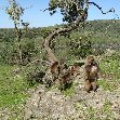 Pictures of the Gelada Baboons in Simien Mountains NP, Ethiopia