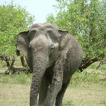 Tissa Sri Lanka Photo of an elephant in the Yala National Park, Sri Lanka