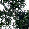 Tissa Sri Lanka Bear in a tree, Yala National Park, Sri Lanka
